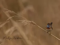 Foto: Blauwborst [Luscinia svecica cyanecula] Zevenhuizerplas Rotterdam (26mrt2024)      
